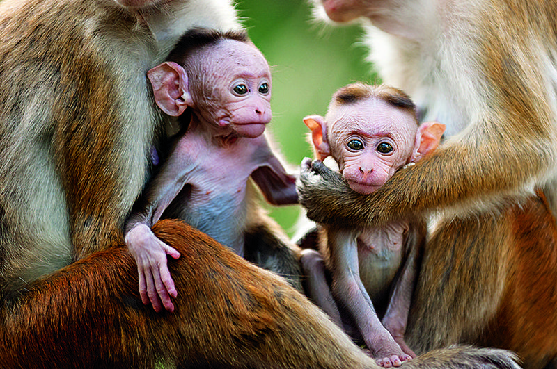 Disneynature’s Monkey Kingdom tells the story of an extended family of macaque monkeys living among ancient ruins in the jungles of South Asia.