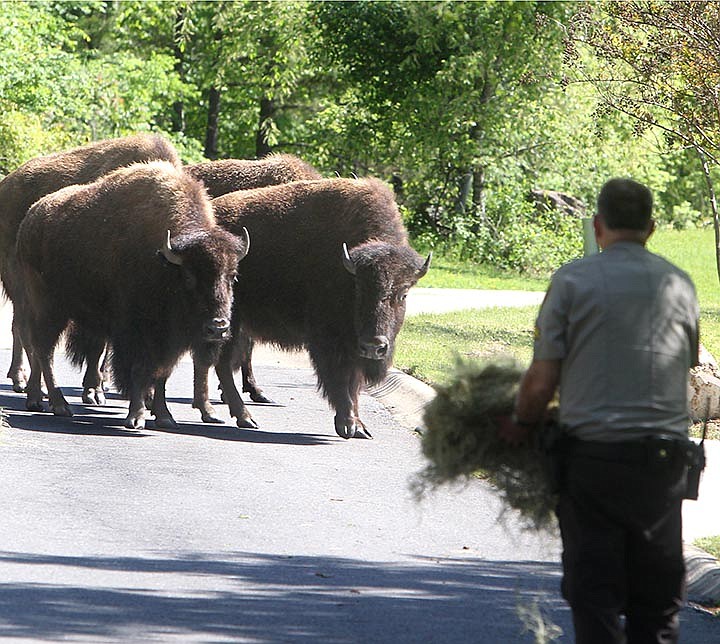 The Sentinel-Record/Richard Rasmussen BUFFAL-OH NO: Garland County Sheriff's Department Cpl. Fred Hawthorn tries to feed five buffaloes in the 300 block of Whispering Hills Road Thursday afternoon.