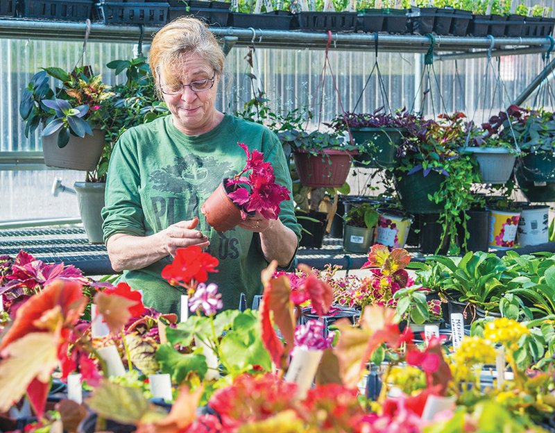 Diane Daniel of Hot Springs Village works with some of the plants in the greenhouse at Fountain Lake High School that will be featured in Saturday’s Garland County Master Gardeners plant sale in Hot Springs. Daniel is chairwoman of the plant sale.