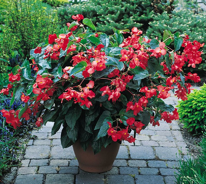 Red Dragon Wing begonia will reach 2 to 3 feet tall — and wide — by the end of the growing season.