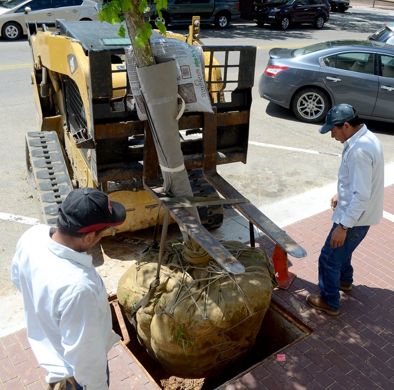 Workers plant a new tree in the sidewalk on the south side of the Union County Courthouse on Friday. New greenery is in place around the Courthouse Square, adding to the recent sidewalk upgrades and new lighting.
