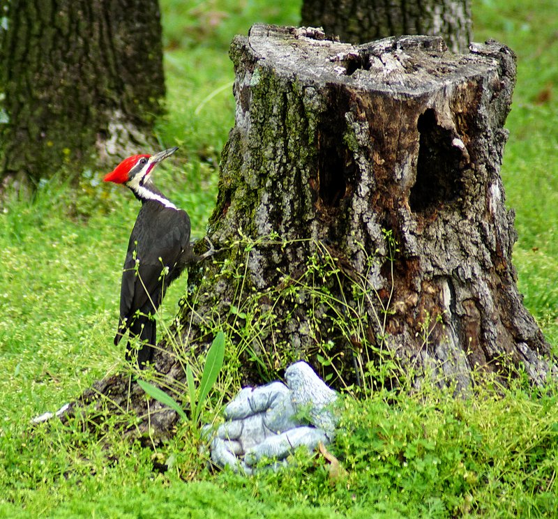 Photo by Randy Moll About the size of a crow, the large pileated woodpecker makes an interesting backyard guest in Gentry.