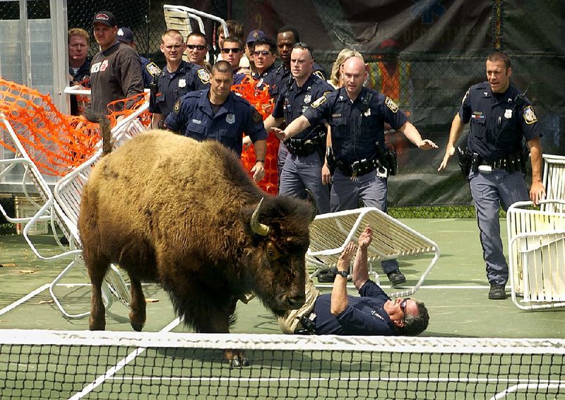 An American bison tramples through the makeshift barrier of lawn chairs and netting, and knocks down a police officer on a tennis court at Greene Tree gated community Tuesday, April 26, 2005, in Pikesville, Md. A herd of American bison escaped from Buzz Berg's Stevenson, Md., farm and Police herded the nine buffalo into the courts before moving them into a trailer and returning them to their farm. (AP Photo/Baltimore Sun, Amy Davis)