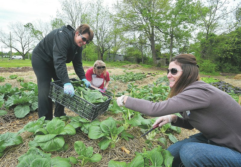 NWA Democrat-Gazette/Michael Woods &#8226; @NWAMICHAELW Volunteers from Sam&#8217;s Club (from left) Dawn Von Bechmann, Cristina Easterling and Connie Montgomery help pick vegetables Friday afternoon at Soul&#8217;s Harbor in Rogers. Sam&#8217;s Club had 200 volunteers at three sites in Northwest Arkansas to work on different outdoor projects for National Arbor Day. For photo galleries, go to nwadg.com/photos.