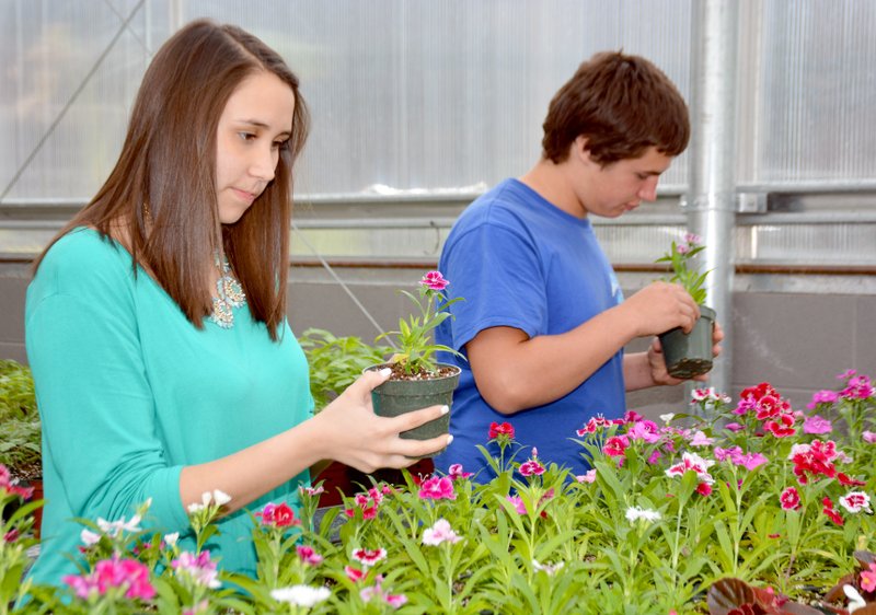 Janelle Jessen/Siloam Sunday Siloam Springs High School students Chelsea Maloy and Wyatt Washington tended flowers in the school&#8217;s greenhouse. The FFA will be selling plants Monday through Friday.