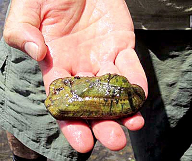 A rabbitsfoot mussel. 