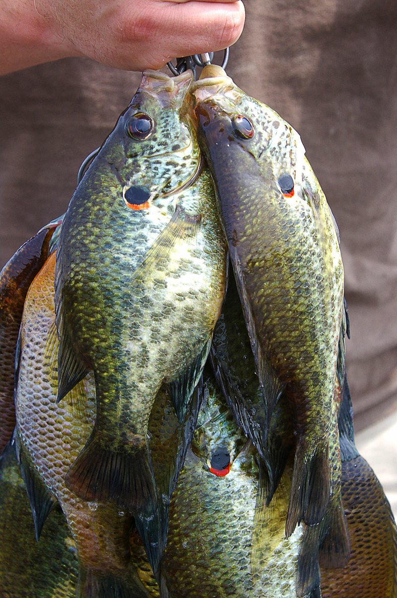 These heavyweight panfish will put your bobber down for the 10-count