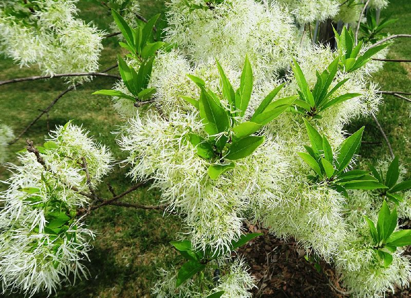 The small, spring-blooming tree Chionanthus virginicus is an Arkansas native also known as Old Man’s Beard, Grancy Gray Beard or, most commonly, fringe tree. 