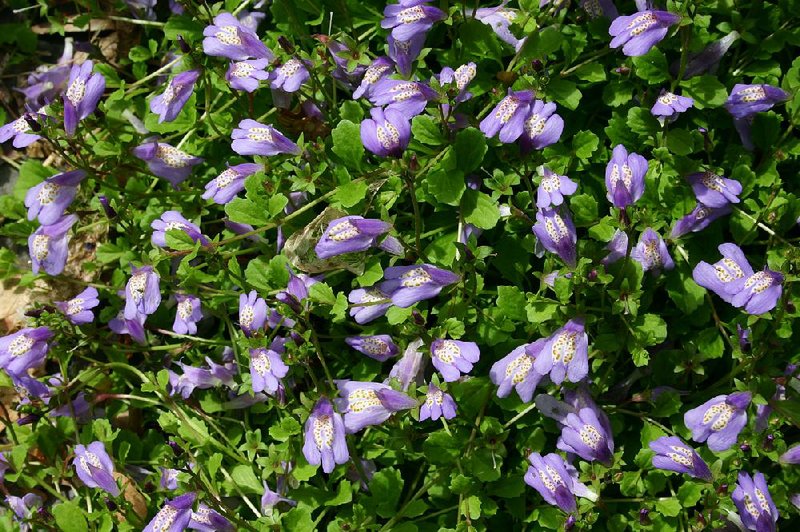 Mazus is a ground cover that typically grows only 2 inches tall.
