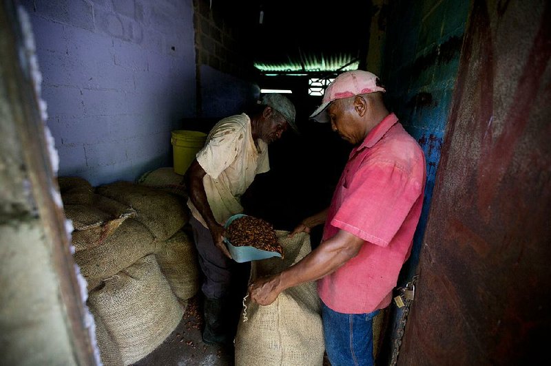 In this April 16, 2015 photo, workers bag dry cacao beans at the Agropampatar chocolate farm Co-op in El Clavo, Venezuela. For centuries, Venezuela was among the world’s biggest cacao producers, though the industry stagnated decades ago as oil came to dominate the economy. (AP Photo/Fernando Llano)