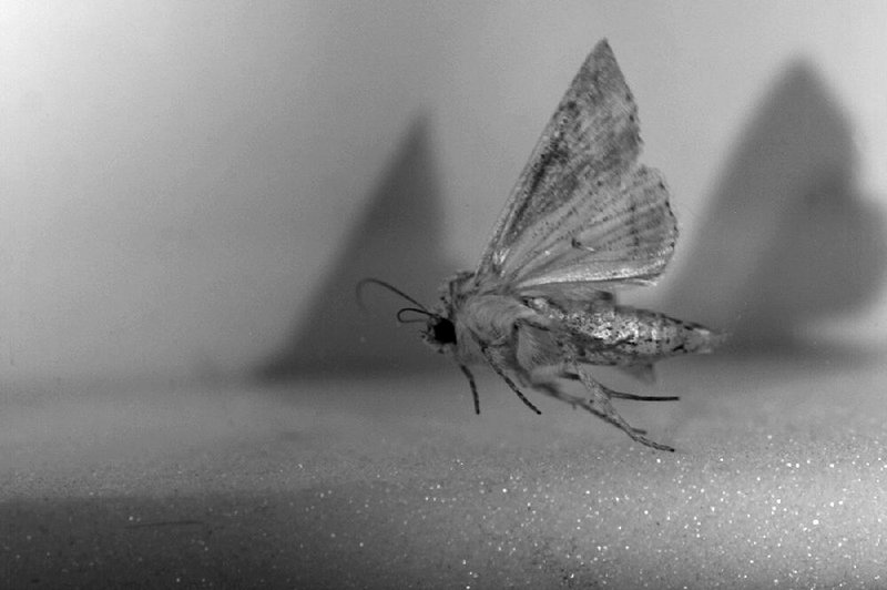 In an undated handout photo a light arches moth jumps into air to fly. Medium-size moths are more likely to start off with a jump, but open their wings immediately to start powered flight. Heavier moths are more likely to use yet another strategy, opening their wings first so that with a downbeat they can use wing and leg power to lift off. (Malcolm Burrows and Marina Dorosenko/Cambridge University via The New York Times) -- NO SALES; FOR EDITORIAL USE ONLY WITH STORY SLUGGED SCI MOTHS LEAP BY JAMES GORMAN. ALL OTHER USE PROHIBITED.