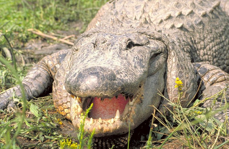 Visitors may see dozens of alligators daily when driving or hiking through the three national wildlife refuges that are part of the Creole Nature Trail.