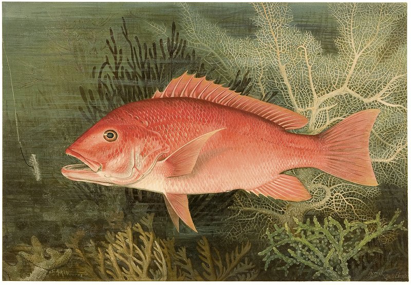 Images courtesy Crystal Bridges Museum Samuel Kilbourne, a famous wildlife painter, created the images in &#8220;Fish Stories,&#8221; on display now at Crystal Bridges Museum, but the exhibit illustrates the importance of chromolithography to the reproduction of art.
