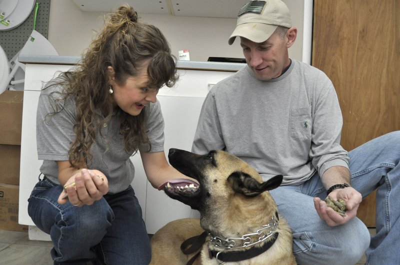 In this photo taken April 27, 2015, in Mountain Home, dog owner Sonny Brassfield, right, and veterinarian Dr. Sarah Sexton, play with Brassfield's Belgian Malinois “Benno”. Sexton removed 17 live .308 caliber rifle rounds from the dog’s stomach during a two-hour operation. (AP Photo/The Baxter Bulletin, Josh Dooley via AP)
