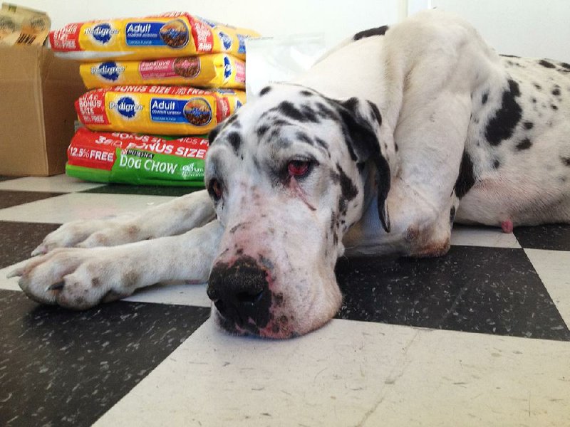 Submitted Photo / Courtesy of Central Arkansas Rescue Effort / “Faith,” a Great Dane, moments after she was picked up in 2014 by CARE director Jon Garrison on the side of a road. She weighed a little over 100 pounds. After a trip to the vet she was deposited at the home of a CARE loyalist in the heights. “She started her day rooting through garbage on the side of the highway; she ended her day at a mansion in the heights trying to find a place to lay down between the Christmas tree and a grand piano.”