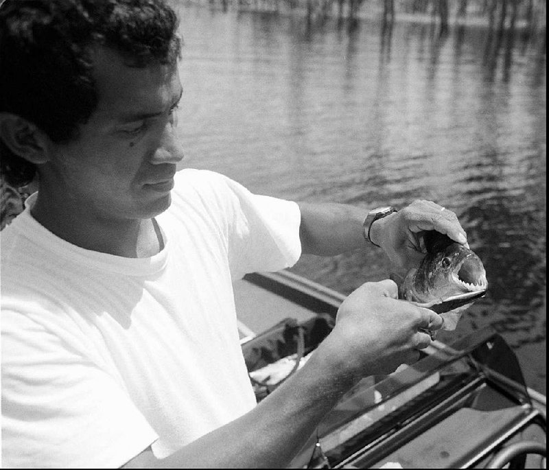 KRT SPORTS STORY SLUGGED: PIRANHA-W-AMAZON KRT PHOTOGRAPH BY RAY SASSER/DALLAS MORNING NEWS  (KRT10-Oct.27) Fishing guide Victor Adao de Souza shows off the teeth on a black piranha. Piranhas are common in Brazil and are not considered a threat to humans in the clear water rivers. (gn414:37) 1994 (B&W) COLOR IN PRESSLINK