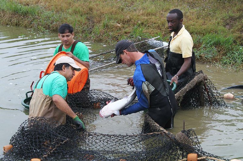 University of Arkansas at Pine Bluff aquaculture/fisheries staff and students select brood stock for a spawning trial.