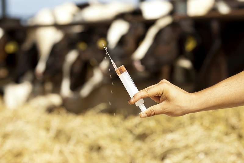 Recent cost-benefit analysis at the University of Arkansas at Pine Bluff has found that vaccines are well worth the cost in order to ensure the health of livestock. story.lead_photo.caption