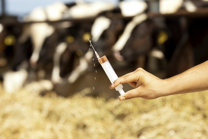 Recent cost-benefit analysis at the University of Arkansas at Pine Bluff has found that vaccines are well worth the cost in order to ensure the health of livestock.