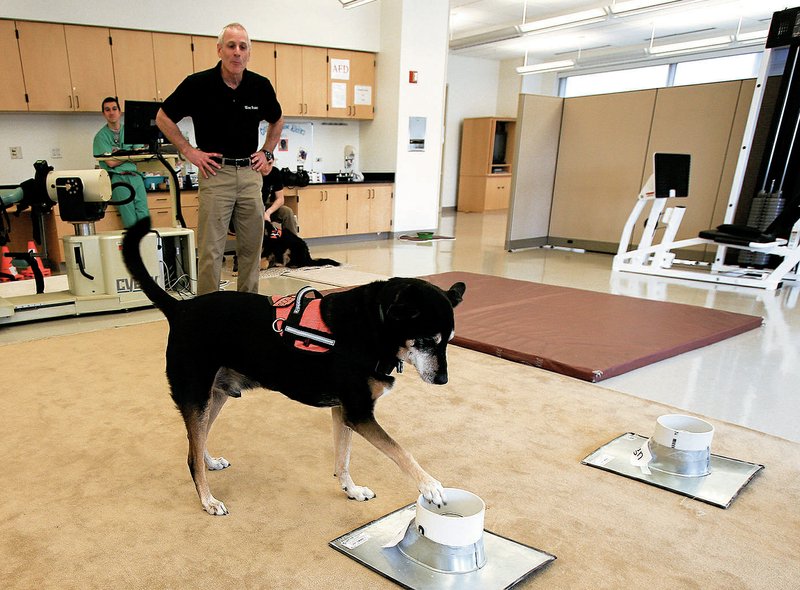 Arkansas Democrat-Gazette/STATON BREIDENTHAL Researcher Arny Ferrando watches as Frankie indicates he has detected cancerous material. Using dogs to sniff out cancer is part of a research project at the University of Arkansas for Medical Sciences in Little Rock.