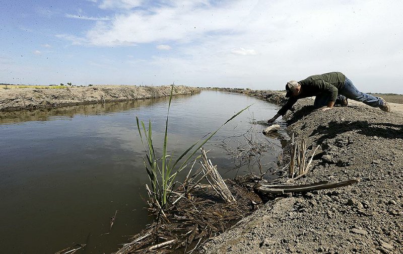 Gino Celli draws a water sample Monday from an irrigation canal that runs through his fields near Stockton, Calif. Celli has senior water rights and draws his irrigation water from the Sacramento-San Joaquin River Delta. 