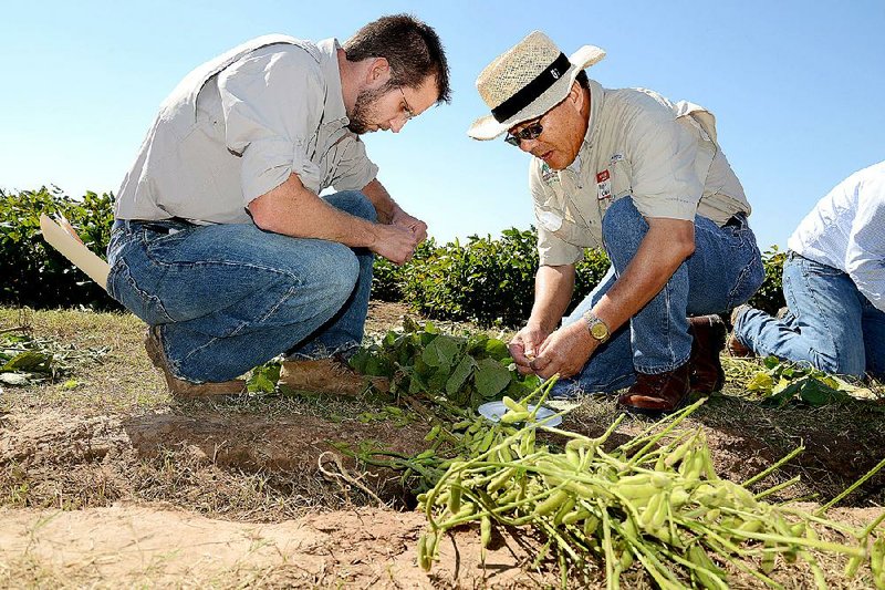 Soybean breeder Pengyin Chen (right) peels edamame soybeans with program technician David Moseley for display at a 2013 field day at the vegetable research station near Kibler. 