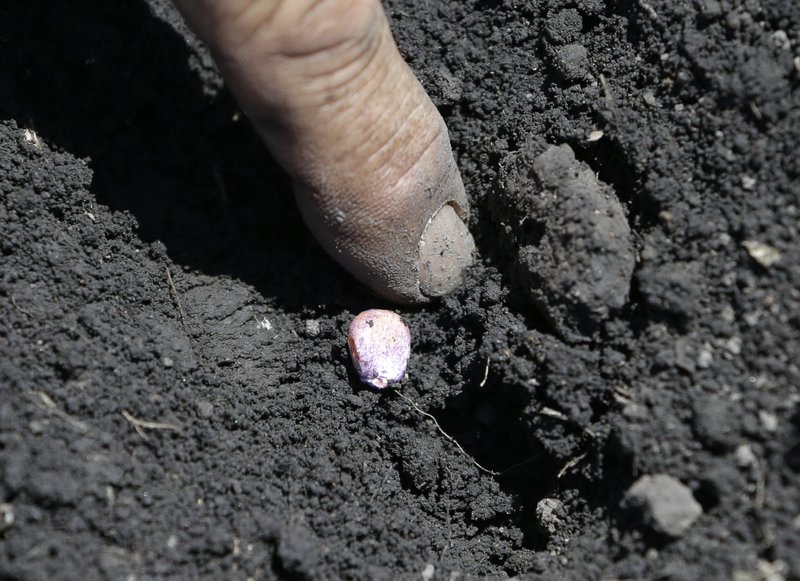 In this photo taken Monday, May 18, 2015, Gino Celli checks the moisture of the ground  next to a newly planted corn seed on land he farms near Stockton, Calif. Celli who farms 1,500 acres of land and manages another 7,000 acres, has senior water rights and draws his irrigation water from the Sacramento-San Joaquin River Delta. 