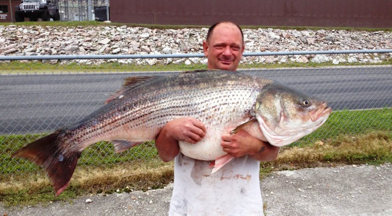Missouri resident Lawrence Dillman shows off the 65 pound, 2 ounce striped bass he caught at Bull Shoals on Thursday, May 21, 2015. 