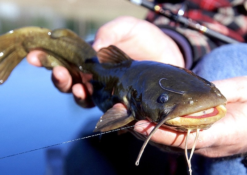 Bullheads are strange-looking little catfish, but they’re great table fare, easy to catch and fun to hook and land.