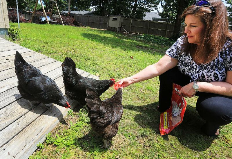 Terri Cobb feeds a tomato to the three chickens she and husband George keep in their backyard in Sherwood. 