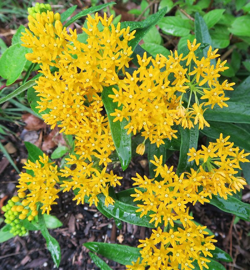 Orange and yellow are common colors of Butterfly weed. 