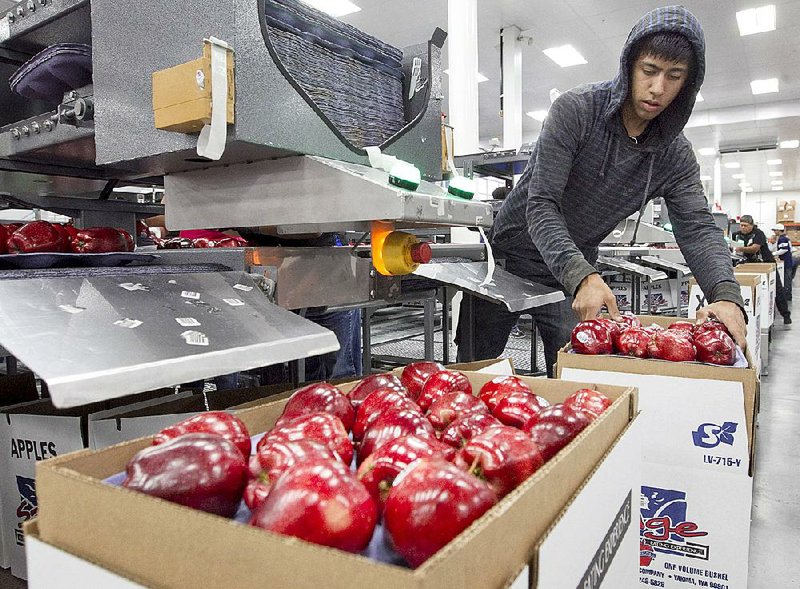 Alfonso Martin packs apples for export at Valicoff Fruit in Wapato, Wash., in October. Nearly $100 million worth of apples that cannot be sold have been dumped in fields in central Washington to rot. 