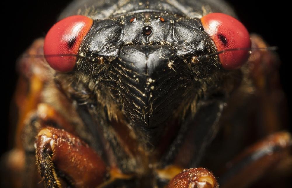 No Need To Be Alarmed — Its Just Millions Of Mating Cicadas 