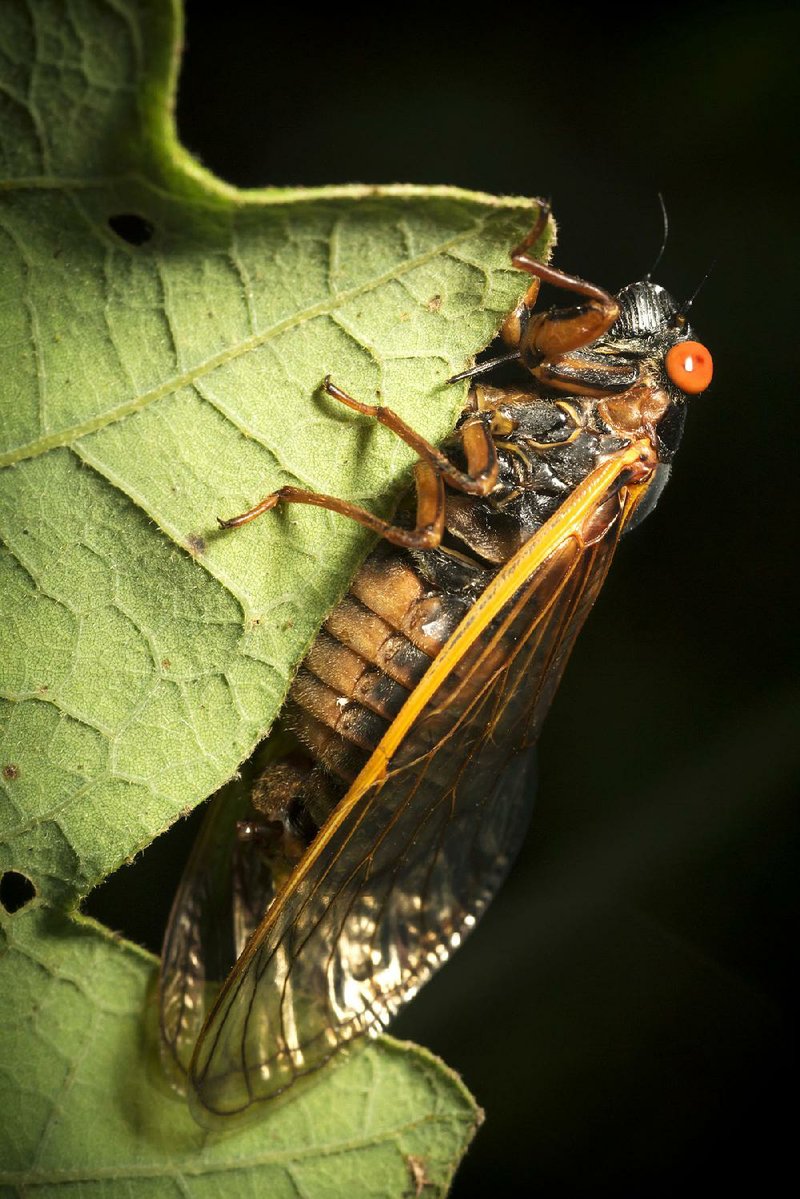 This adult cicada, photographed May 26 in Woodson in southern Pulaski County, belongs to the 13-year Magicicada Brood XXIII, currently emerging to mate in unflooded, woodsy sections of central and eastern Arkansas. 