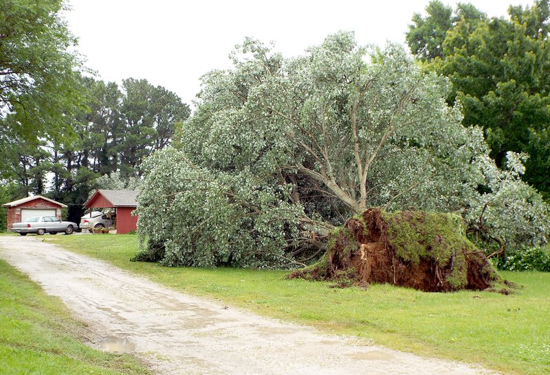 High winds last week, combined with rain-soaked ground, caused trees to be uprooted in Highfill, like this one at the corner of Smith Street and Arkansas Highway 12.