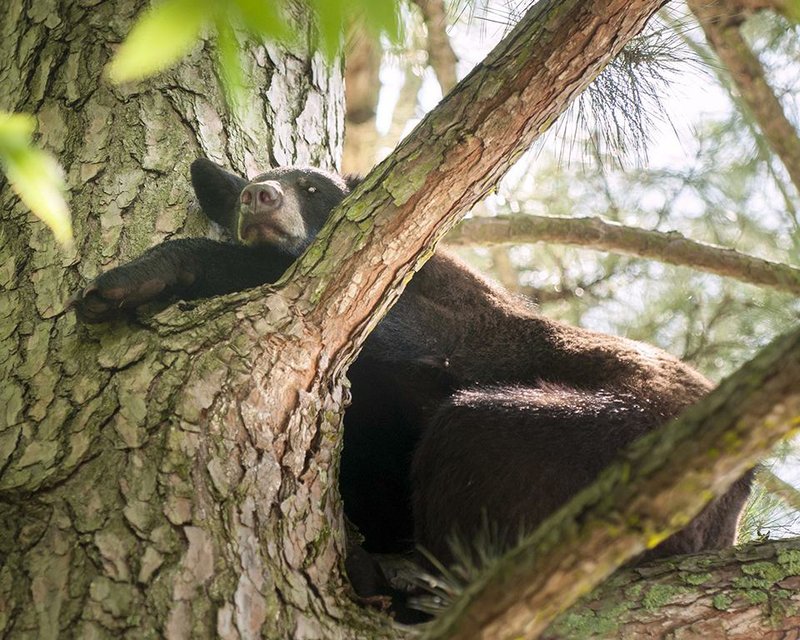 A black bear wandered into Dardanelle last week, became frightened and climbed a tree, where it was stuck for hours while hundreds of people came by to take a look. The bear left town later that night. The Arkansas Game and Fish Commission gets about 120 nuisance-bear calls every year, usually beginning in the spring. Arkansas has about 5,000 black bears.