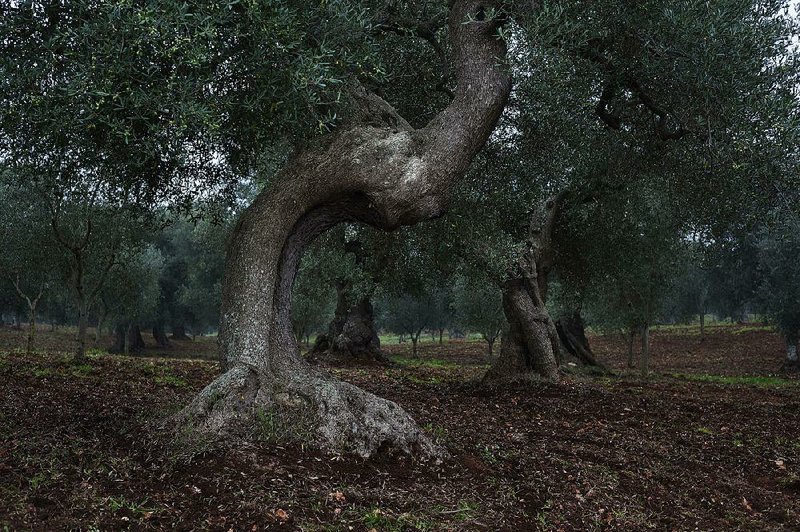 Ancient olive trees fill the countryside in Ceglie Messapica, Italy. 