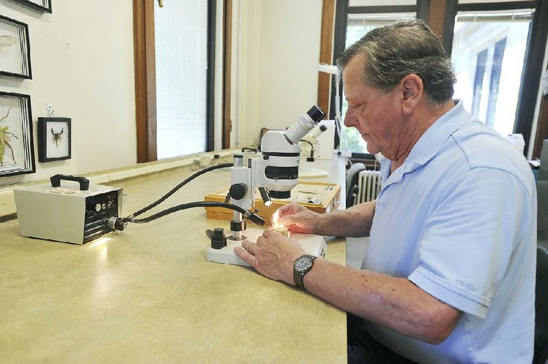 Jeffrey K. Barnes, curator of the University of Arkansas Arthropod Museum, sets a specimen under his microscope Tuesday. 