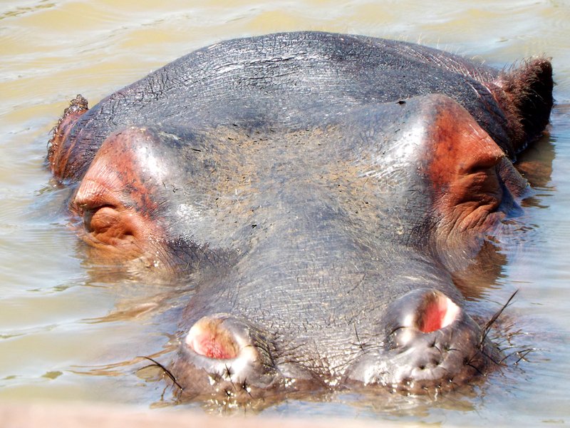 Photo by Randy Moll A Nile hippo took a nap in the water at the Wild Wilderness Safari last week.