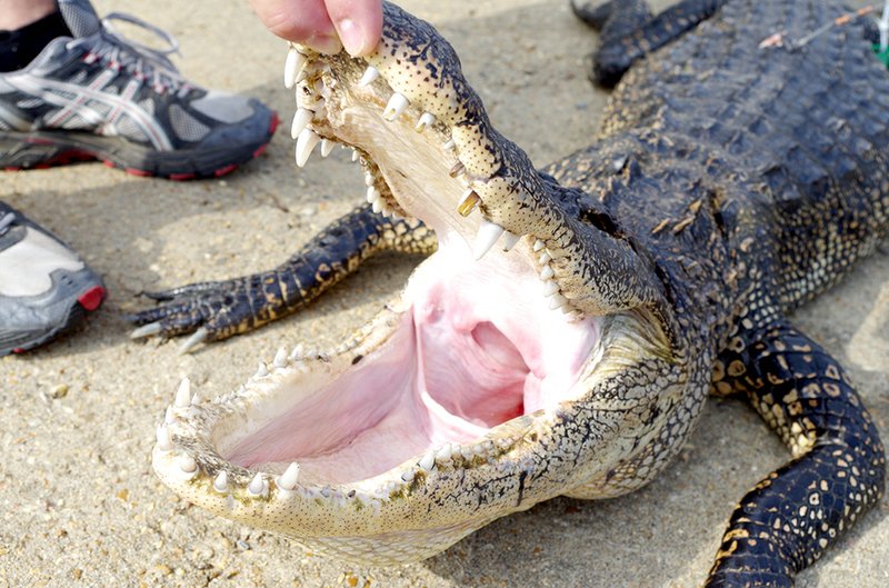 What big teeth you have! Here’s a look at the impressive dentures of Keith Sutton’s 7 1/2-foot alligator.