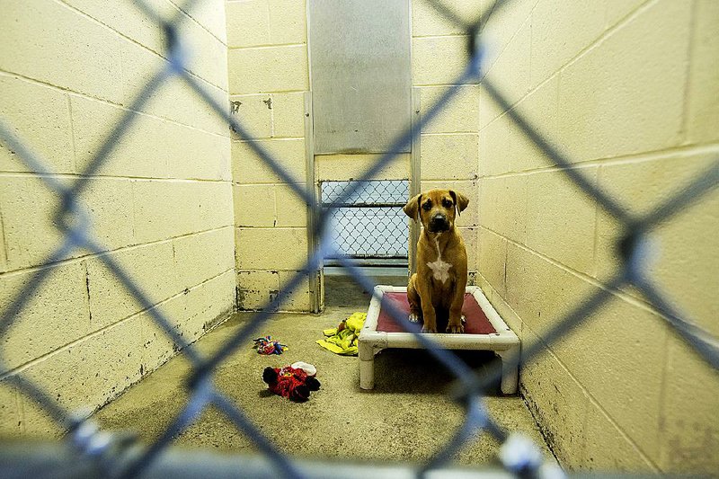 Patience, a hound mix, looks out from her bed Friday in the main dog kennel area at the Springdale Animal Shelter. For more photos, go to www.nwadg.com/photos.