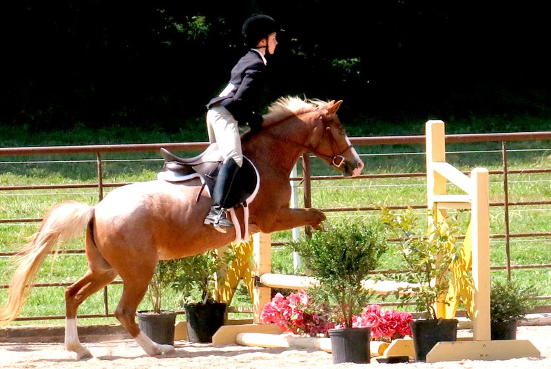 Photo by Mike Eckels Angelina Radecki rises out of the saddle as her horse, Oz Sunset Serenade, flies over one of the fences during the Legends Equestrian Center Hunter-Jumper competition in Decatur on June 7.