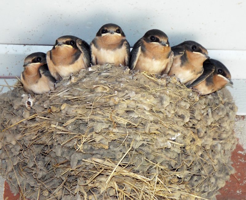 Photo by Randy Moll Six barn swallow fledglings look out of a front-porch nest in Gentry. Though the nesting pair has received an eviction notice, a reprieve was granted to allow the young to mature enough to survive on their own.