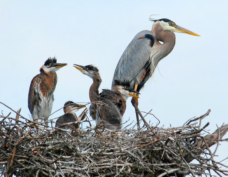 Photo by Terry Stanfill
A family of great blue herons rests in a nest near Gentry.