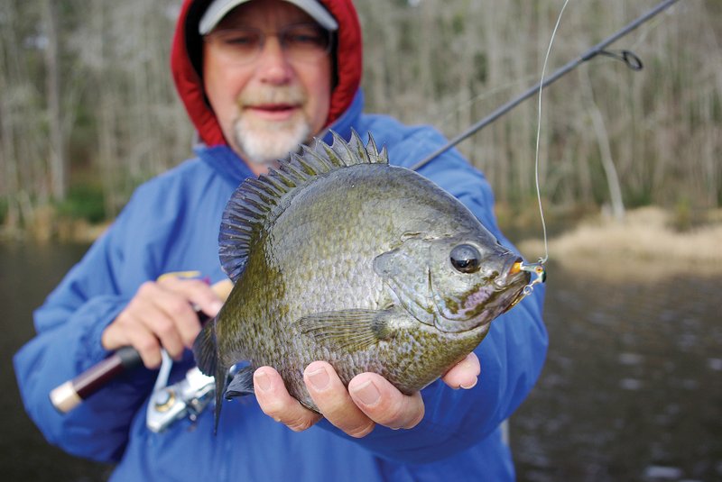 Trophy bluegills, like this 2-pound-plus catch, are among the wariest and most difficult to catch of all sportfish. It can be done, however, by employing the right techniques in the right waters.