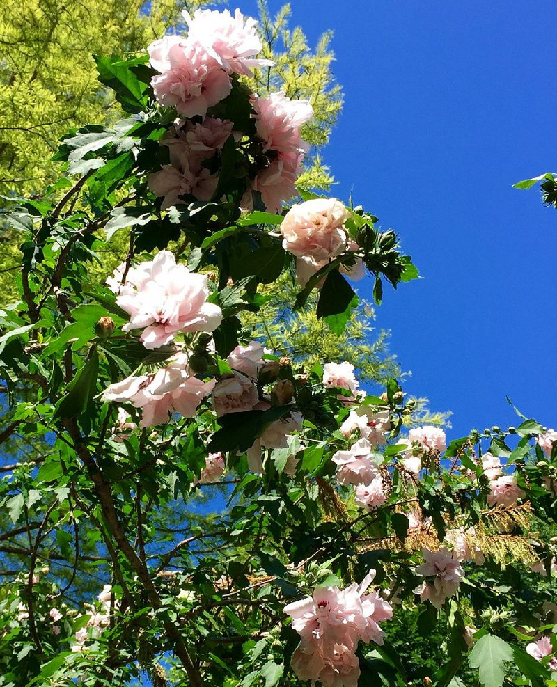 This double-bloom Rose of Sharon could be allowed to grow into a small tree or pruned back to a shrub.