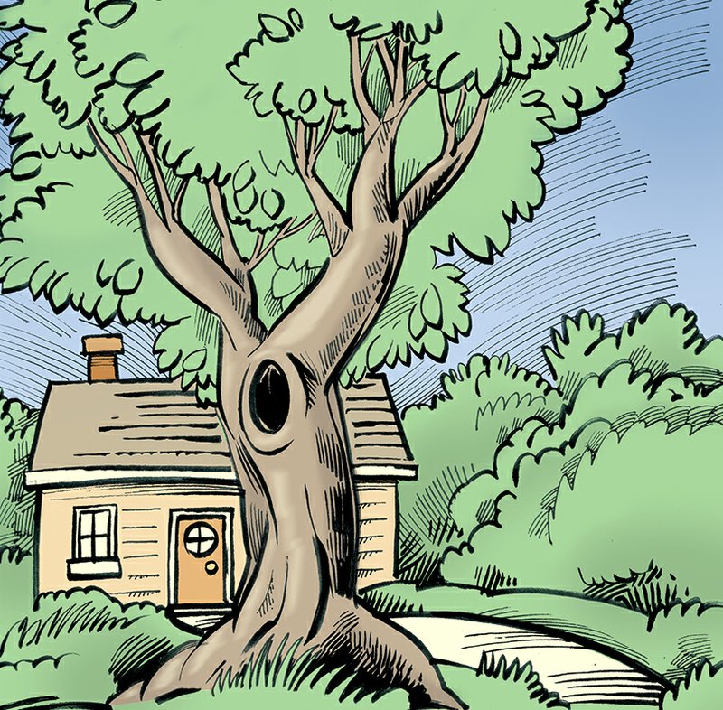 A reader wonders about the large trees around her house.