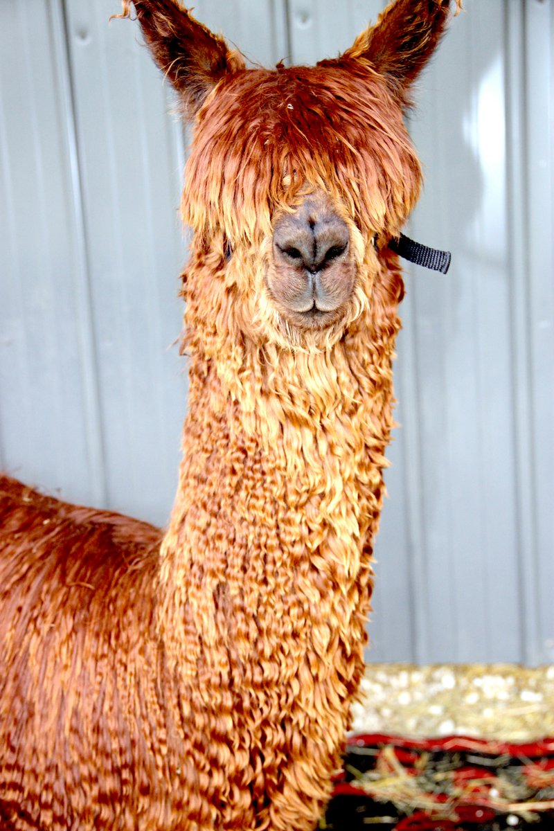 LYNN KUTTER ENTERPRISE-LEADER The fleece of a Suri alpaca is fluffy looking and drapes in graceful curls, as seen in the fleece of Frye Man above, owned by Terry and Melisa Yopp of Prairie Grove. This is before Frye Man was sheared.