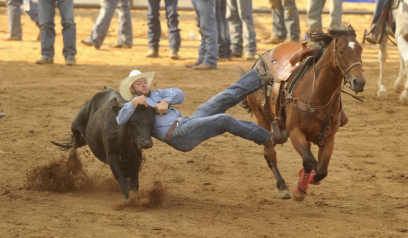 Sam Williams gets his grip on a steer after leaping off his horse Tuesday during the go-round in the Steer Wrestling event at the Rodeo of the Ozarks in Springdale.