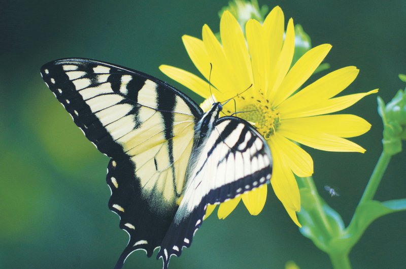 When landscaping your yard, use plants that provide food sources and cover for wildlife such as butterflies and birds. Doing this helps counter the loss of natural habitat.